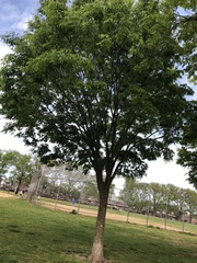 Zelkova