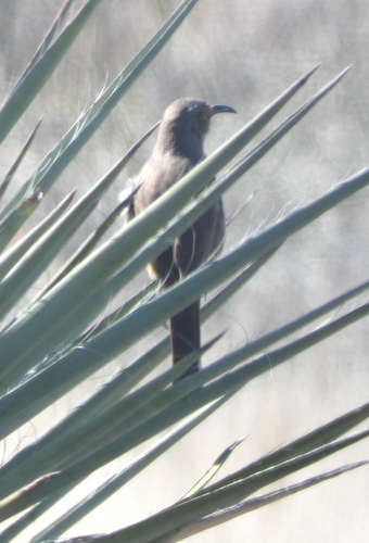 Curve-billed Thrasher