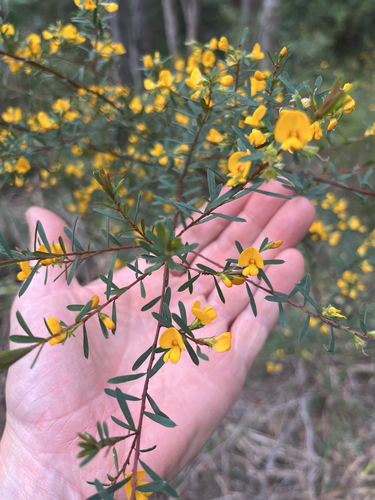 Pultenaea flexilis, photograph 5