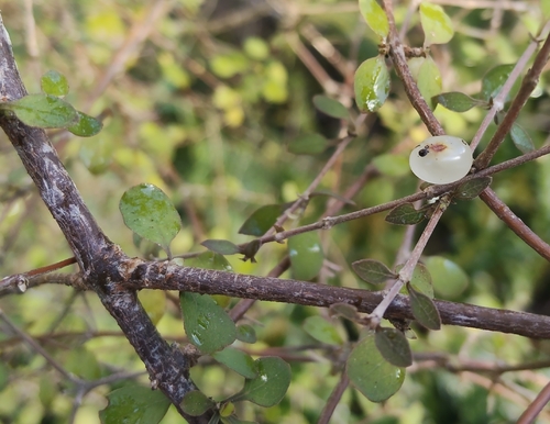 Coprosma rubra