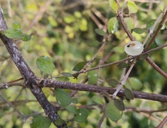 Coprosma rubra