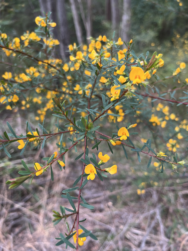 Pultenaea flexilis, photograph 4