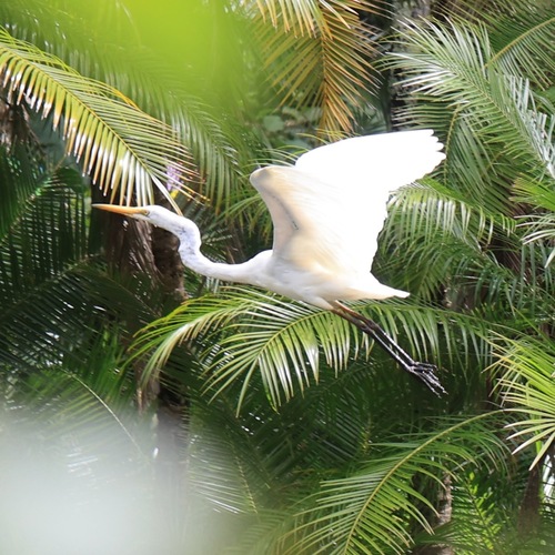iNaturalist image