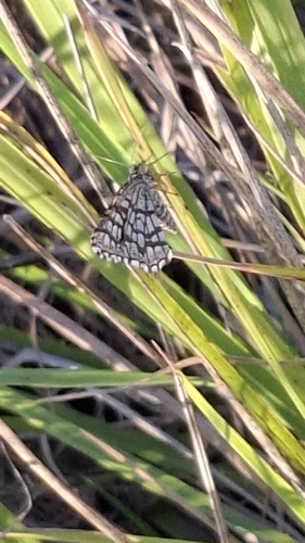 Latticed Heath
