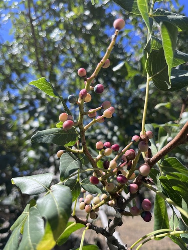 Pistacia atlantica