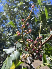 Pistacia atlantica