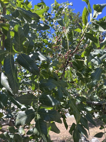 Pistacia atlantica, photograph 2