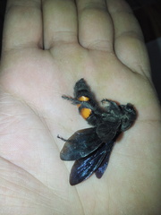 Pygodasis ephippium ephippium