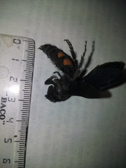 Pygodasis ephippium ephippium