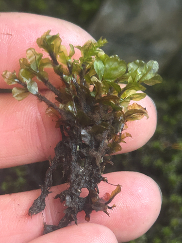 Rhizomnium magnifolium observed 2026-09-07