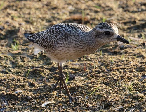 iNaturalist image