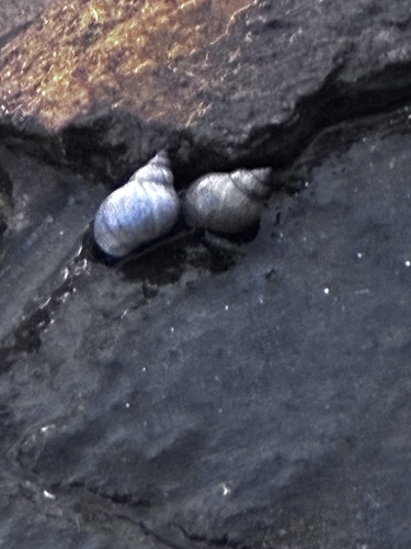 Littorina pintado observed 2026-09-09