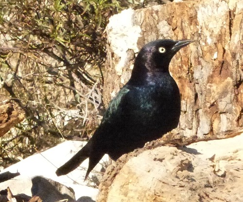 Brewer's Blackbird