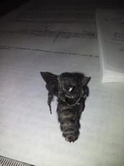 Pygodasis ephippium ephippium