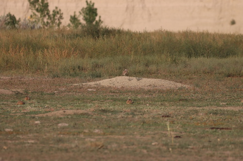 Burrowing Owl
