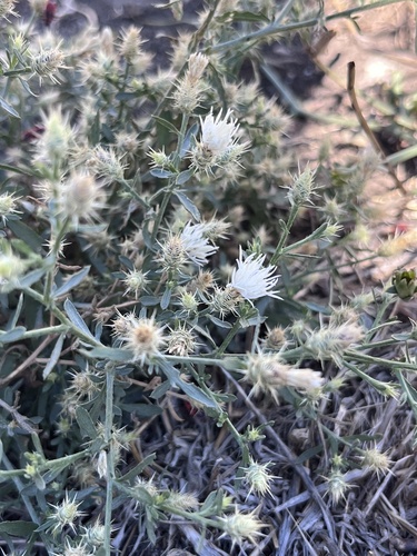 Centaurea diffusa, photograph 4