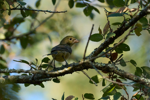 Painted Bunting