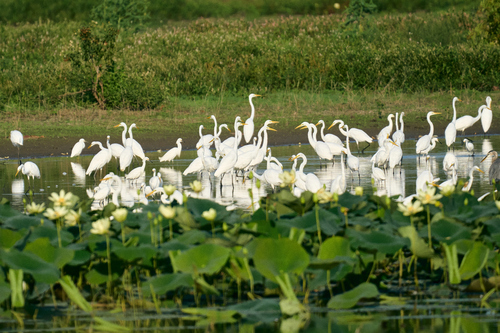 iNaturalist image