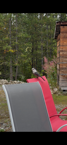 Canada Jay