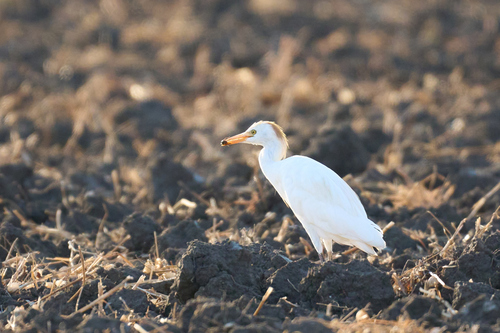 iNaturalist: (c) manu_karri, some rights reserved (CC BY-NC) iNaturalist image