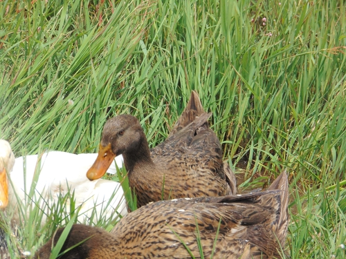 iNaturalist image
