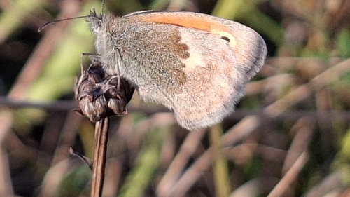 Small Heath