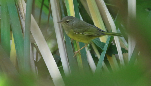 MacGillivray's Warbler