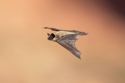 Canyon Bat