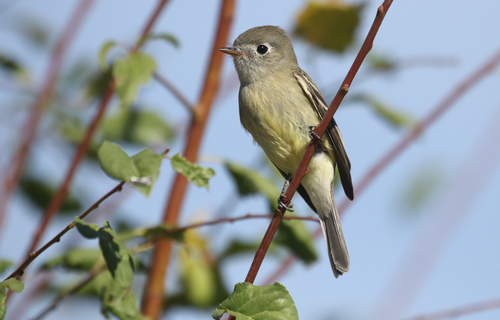 Hammond's Flycatcher
