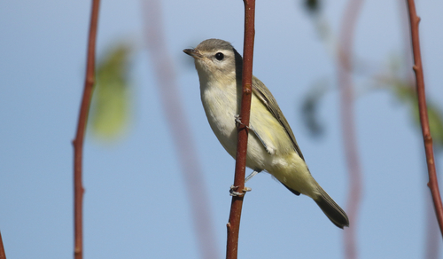 Western Warbling Vireo