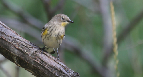 Yellow-rumped Warbler