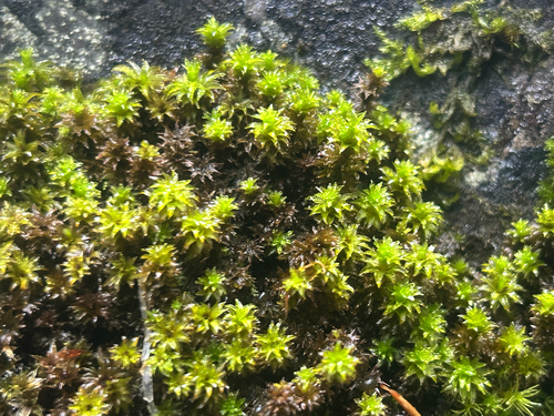 Scouleria aquatica observed 2026-09-07