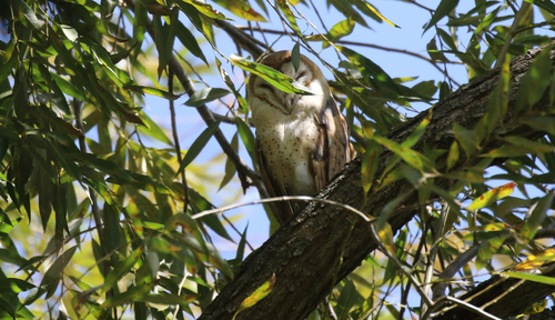 American Barn Owl