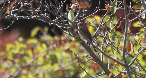 Clay-colored Sparrow