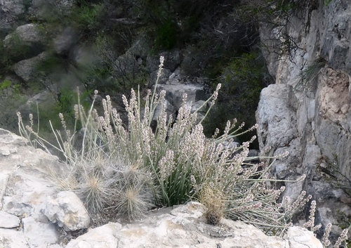 Candelilla