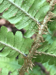 Dryopteris affinis