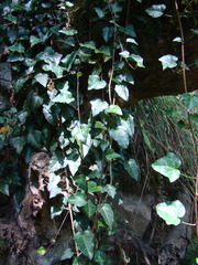 Hedera pastuchovii