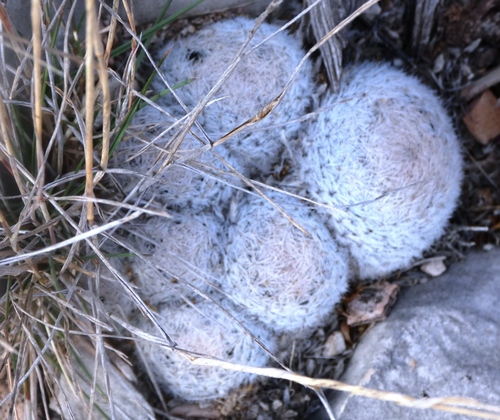 Lace-spine Nipple Cactus