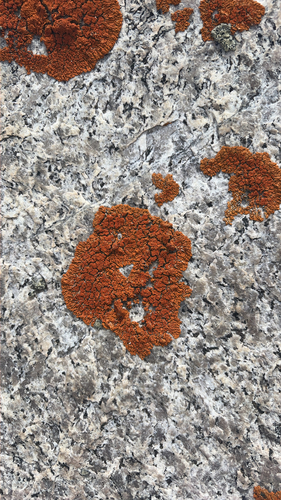 iNaturalist observation photo of Elegant Sunburst Lichen