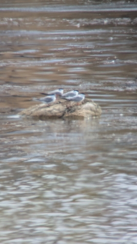 iNaturalist image