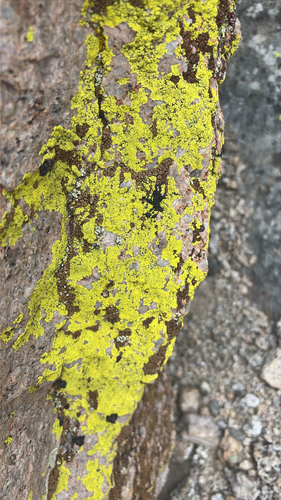 iNaturalist observation photo of gold cobblestone lichen