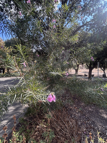 Desert Willow