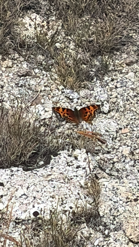 iNaturalist observation photo of Hoary Comma