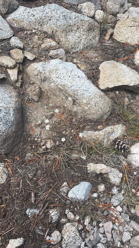 iNaturalist observation photo of Sierra mousetail