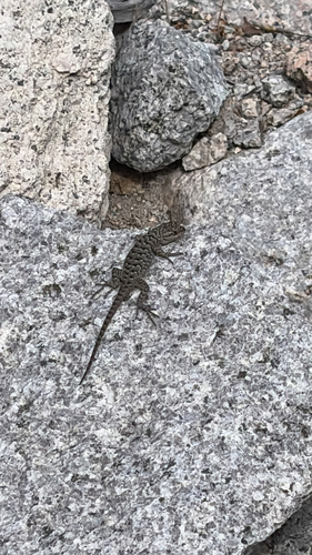 iNaturalist observation photo of Western Fence Lizard