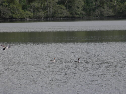 iNaturalist image
