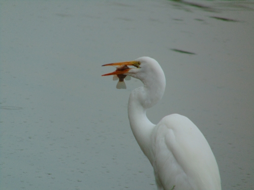 iNaturalist image
