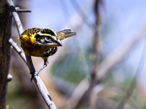 Black-headed Grosbeak