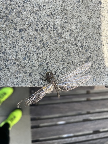 Blue-eyed Darner