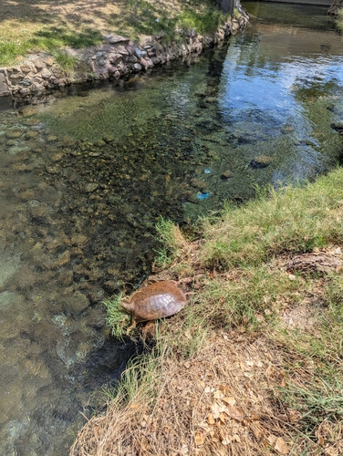Spiny Softshell